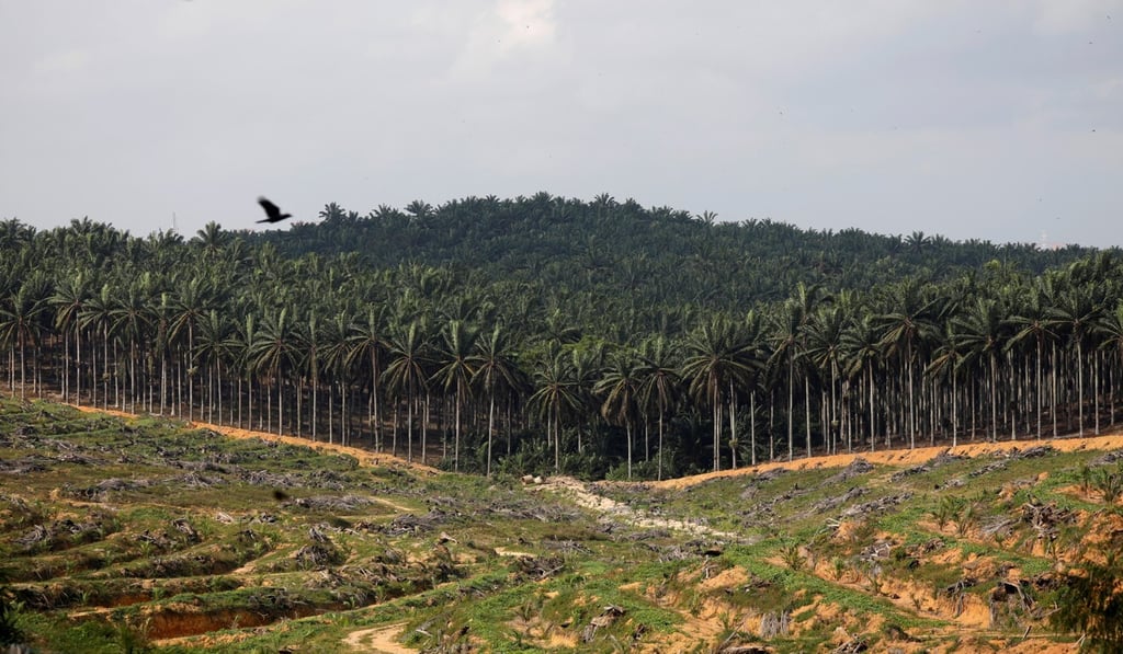 An oil palm plantation in Johor, Malaysia. Photo: Reuters An oil palm plantation in Johor, Malaysia. Photo: Reuters