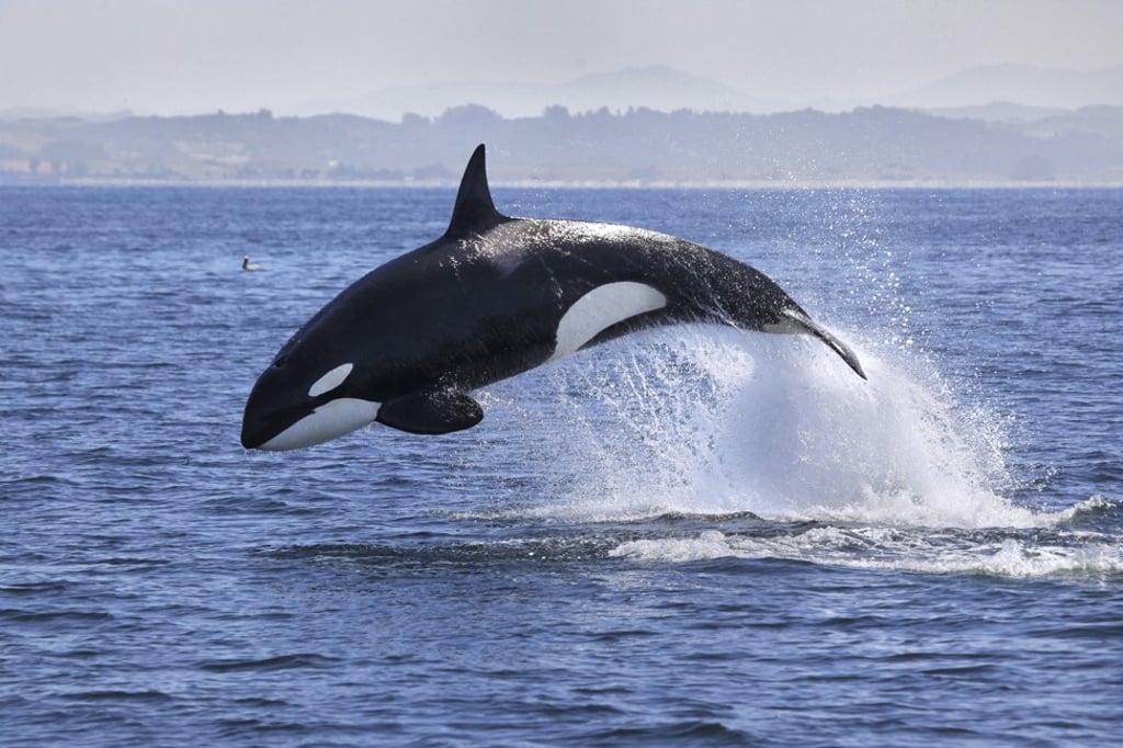 Dogs have been trained to detect killer whale droppings. Photo: Shutterstock