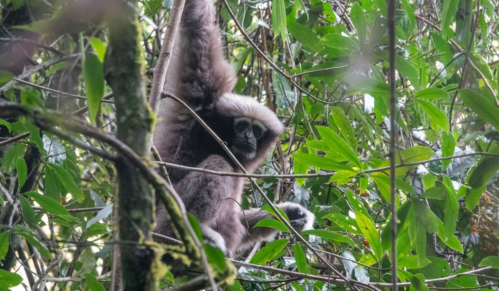 The Skywalker hoolock gibbon is one of 517 new species granted protected status in China. Photo: Shutterstock