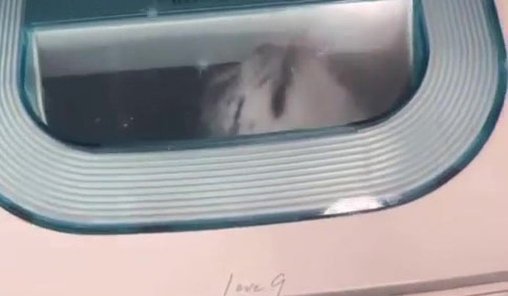 In the video, the cat can be seen pressing its muzzle against the transparent lid, at which point the machine is opened. Photo: Handout