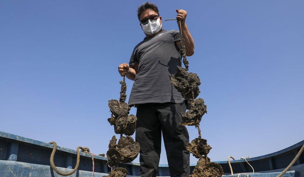 Overcrowding, labour shortages and environmental issues have combined to hammer Hong Kong’s oyster farmers. Photo: K. Y. Cheng
