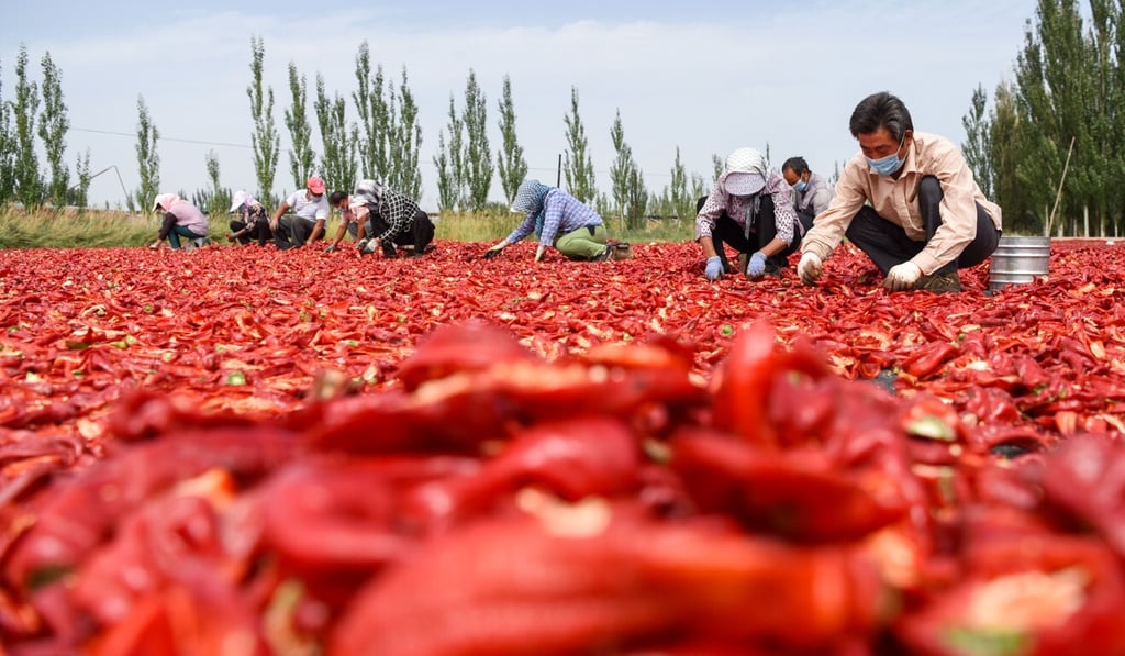 Farmers dry chilis in Dongdahan village in northwest China's Xinjiang region. Photo: Xinhua Farmers dry chilis in Dongdahan village in northwest China's Xinjiang region. Photo: Xinhua