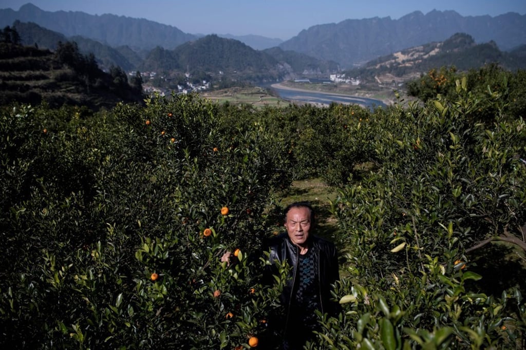 Farmer Liu Qingyou at his orange orchard in Baojing county, in central China's Hunan province. Photo: AFP