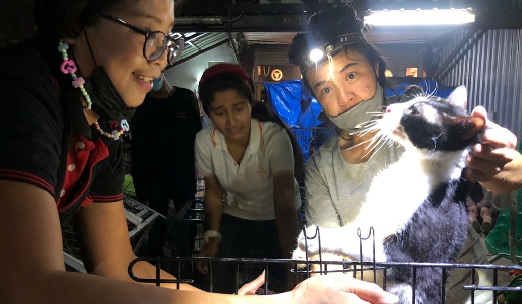 Veterinarians hold a cat rescued from abandoned houses in Bangkok, Thailand, on Thursday. Photo: Reuters Veterinarians hold a cat rescued from abandoned houses in Bangkok, Thailand, on Thursday. Photo: Reuters