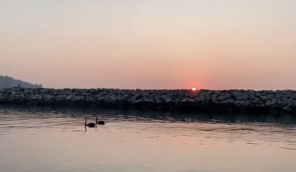 A rare sighting of a pair of black swans in Hong Kong has stunned spectators. Photo: Facebook