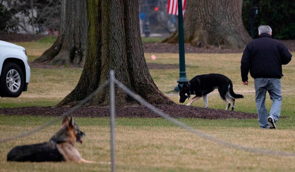First dogs Champ and Major are seen on the South Lawn of the White House in Washington in January. Photo: TNS