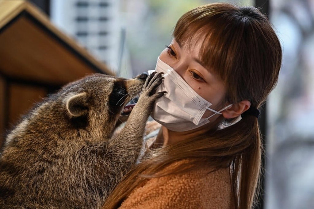 A raccoon gets cosy with cafe owner Cheng Chen at her Raccoon Cafe in Shanghai. Photo: AFP