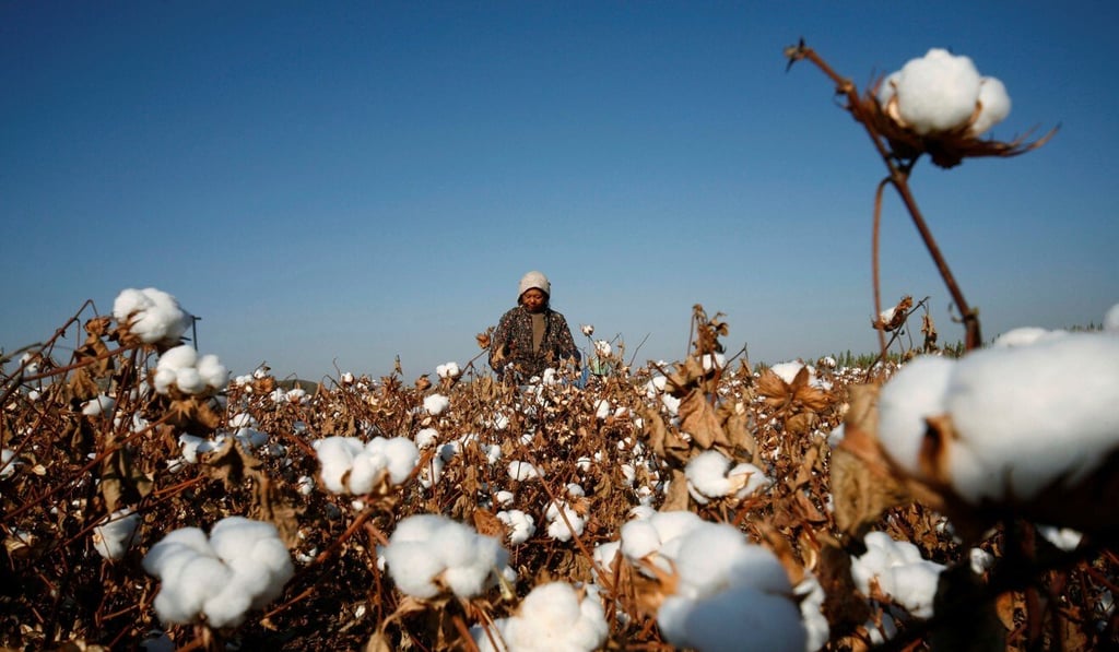 A farmer picks cotton on a farm on the outskirts of Hami, Xinjiang Uighur Autonomous Region. Photo: Reuters