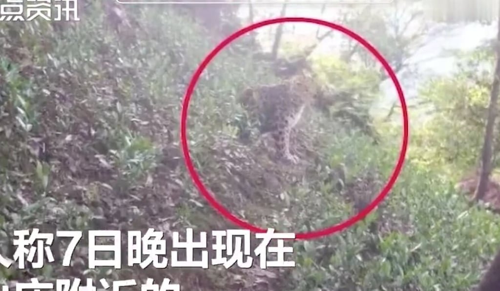 One of the video clips showed a leopard roaming through a tea plantation. Photo: Weibo