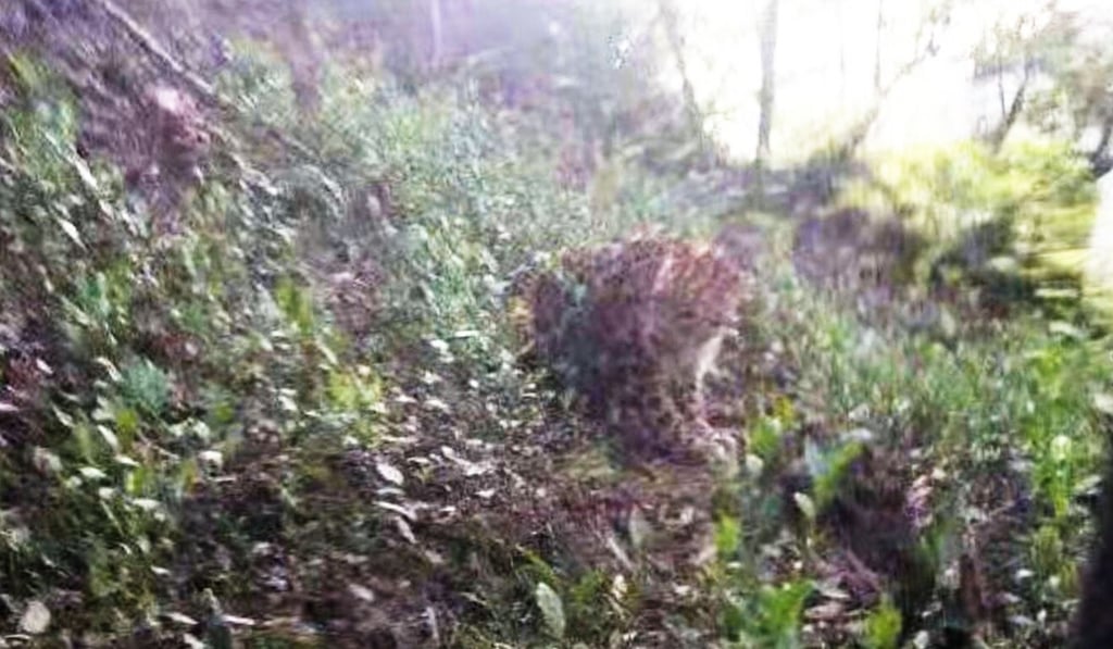 The leopard was spotted on Sunday near the village of Hejiacun. Photo: Weibo