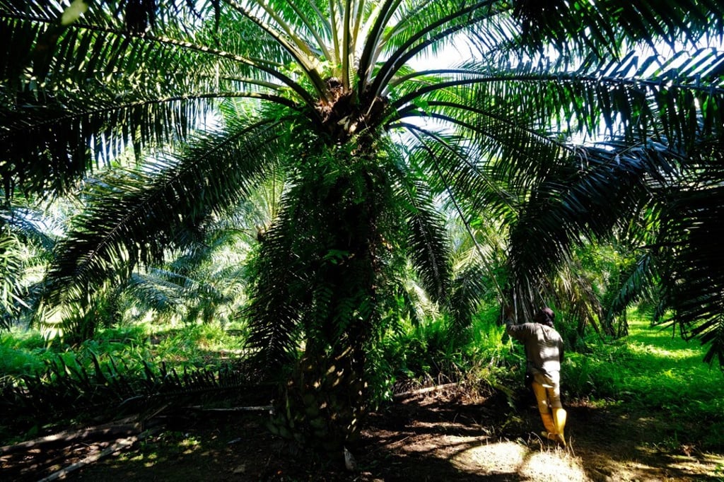 A worker harvests palm oil fruit in Selangor, Malaysia. Photo: Bloomberg A worker harvests palm oil fruit in Selangor, Malaysia. Photo: Bloomberg