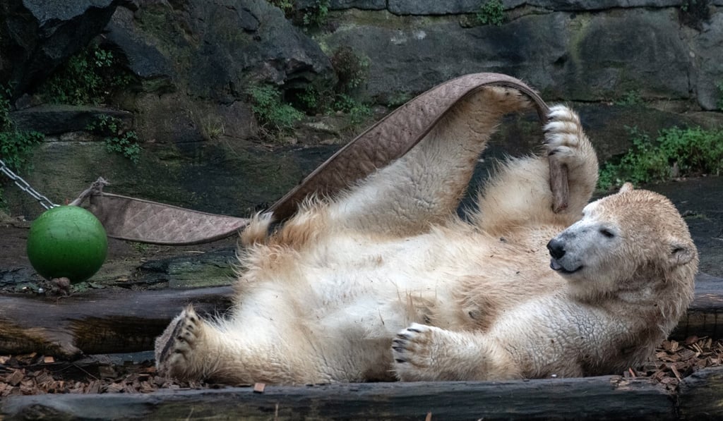 Polar bear Hertha plays inside her enclosure at the Berlin Tierpark in January 2020. Photo: DPA