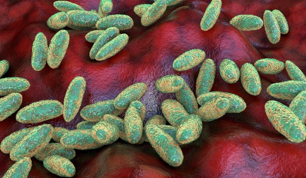 Yersinia enterocolitica is rod-shaped like the plague-causing yersinia pestis bacteria (pictured), to which it is related. Photo: Shutterstock Yersinia enterocolitica is rod-shaped like the plague-causing yersinia pestis bacteria (pictured), to which it is related. Photo: Shutterstock