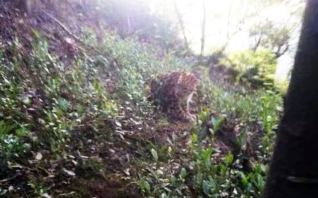 The last of the leopards that escaped from a safari park in Hangzhou has continued to evade capture, outwitting its hunters and their dogs. Photo: Handout
