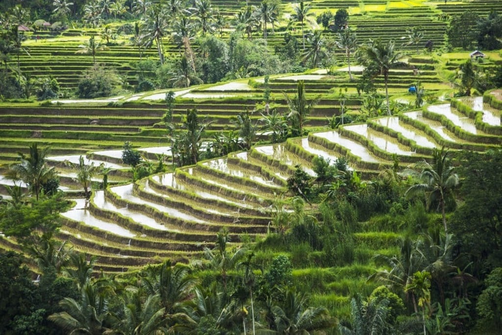 The World Heritage-listed Jatiluwih Rice Terraces in Bali. Photo: Getty Images The World Heritage-listed Jatiluwih Rice Terraces in Bali. Photo: Getty Images