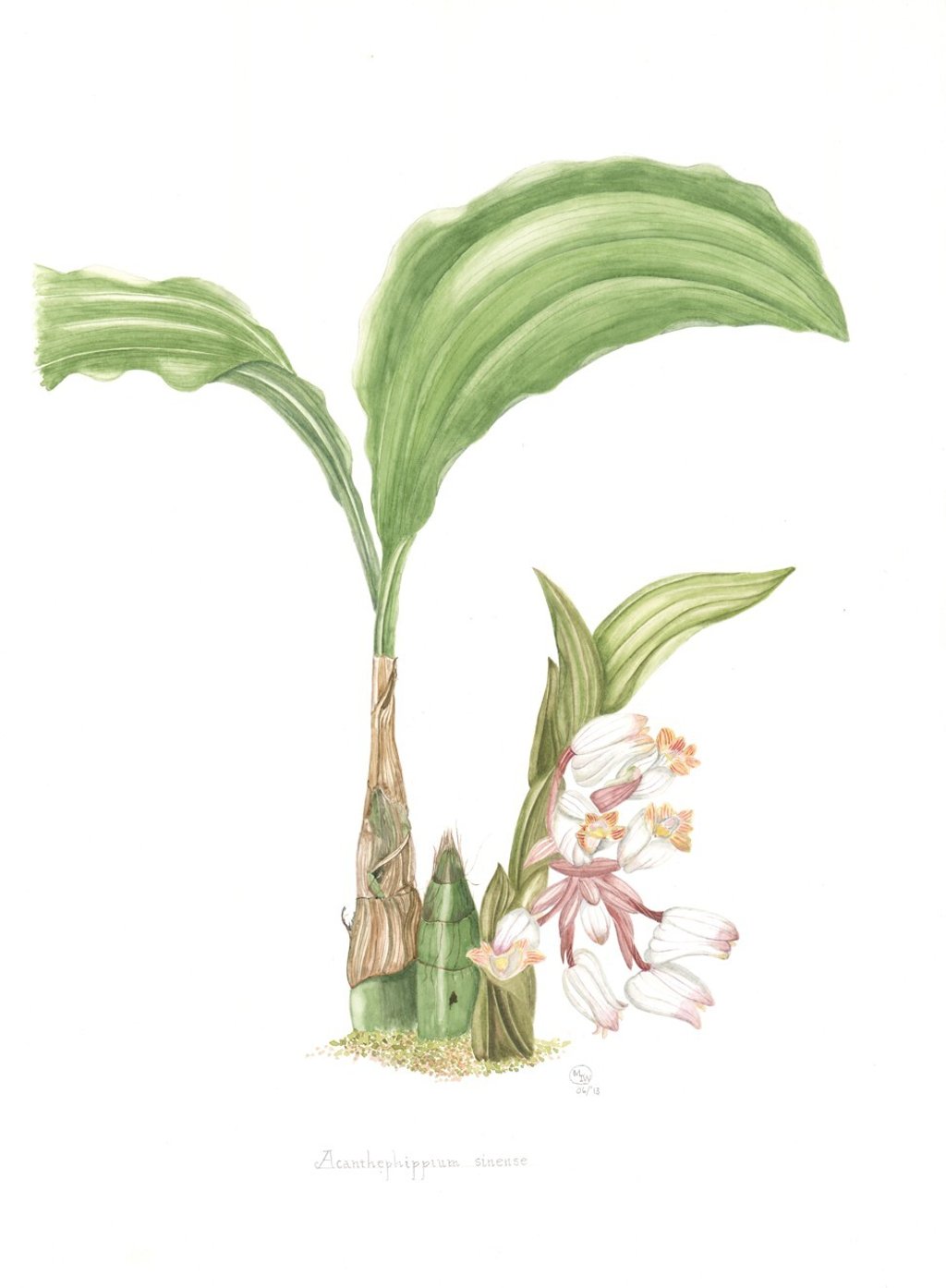 Acanthephippium sinense (2013) by Mark Isaac-Williams, a watercolour of the endangered orchid species found in Hong Kong and other parts of China. Photo: Kadoorie Farm and Botanic Garden