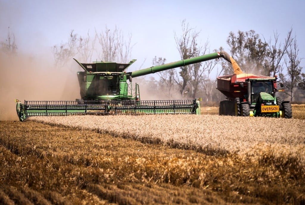 The mice swarm is threatening Australia’s US$51 billion agriculture industry. Photo: Bloomberg