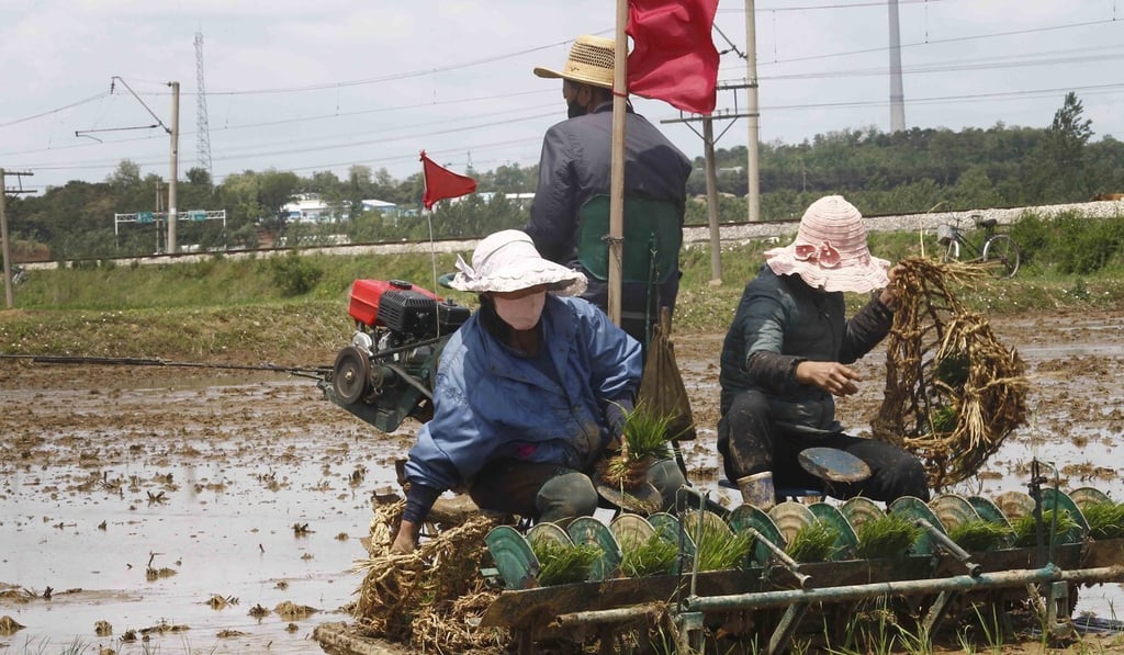 Farmers transplant rice seedlings in Pyongyang. North Korean leader Kim Jong-un has described the country’s situation as its “worst-ever” due to sanctions, the pandemic, border closure and acute food shortages. Photo: AP Farmers transplant rice seedlings in Pyongyang. North Korean leader Kim Jong-un has described the country’s situation as its “worst-ever” due to sanctions, the pandemic, border closure and acute food shortages. Photo: AP
