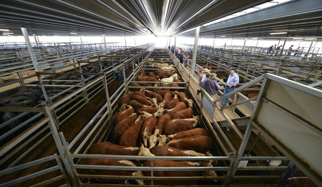 Cattle pictured at a weekly livestock sale in Australia’s New South Wales. JBS exports about 70 per cent of the products it produces in Australia. Photo: AFP Cattle pictured at a weekly livestock sale in Australia’s New South Wales. JBS exports about 70 per cent of the products it produces in Australia. Photo: AFP