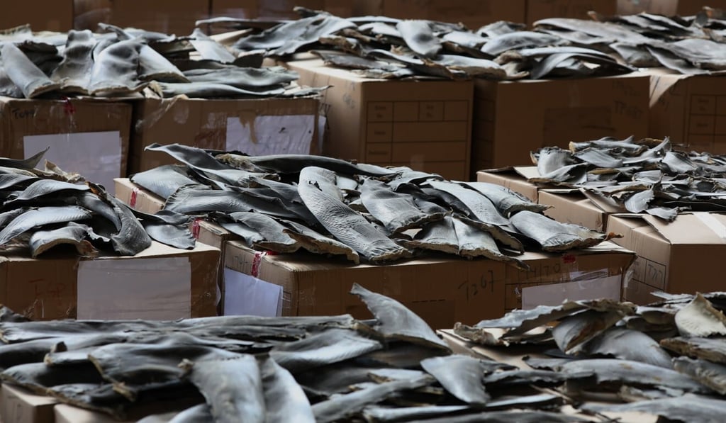 In late April and early May of 2020, about 13 tonnes of dried shark fins from protected species was seized by customs officers. Photo: Nora Tam