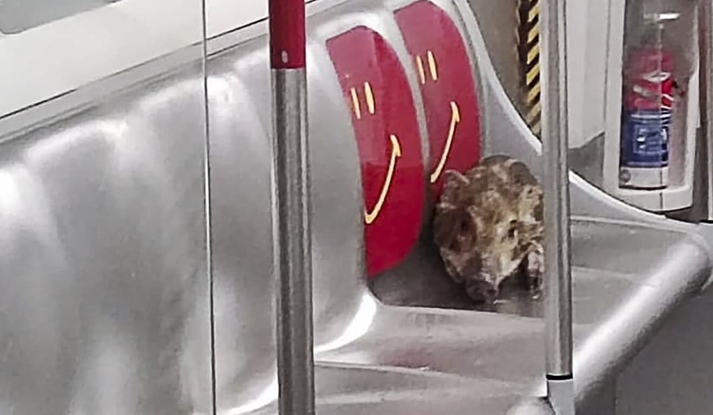 The piglet takes a rest on its MTR train journey. Photo: Facebook The piglet takes a rest on its MTR train journey. Photo: Facebook