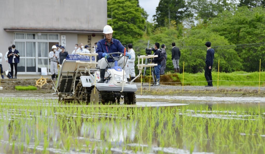 Rice seedlings are planted in Fukushima and will be harvested this autumn to test if they are safe for consumption. Photo: Kyodo Rice seedlings are planted in Fukushima and will be harvested this autumn to test if they are safe for consumption. Photo: Kyodo