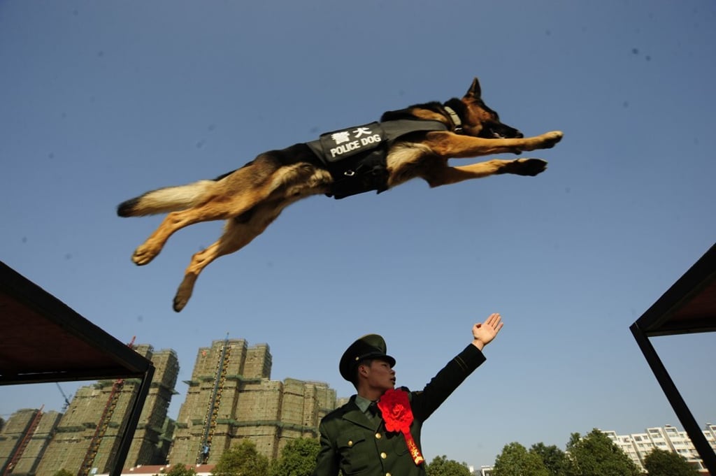 Police dogs undergo intensive physical and mental training. Photo: Getty Police dogs undergo intensive physical and mental training. Photo: Getty