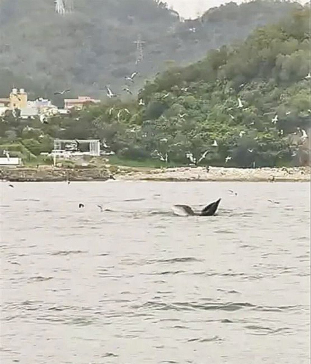 A video that circulated online showed seagulls flying around a whale. Photo: Baidu