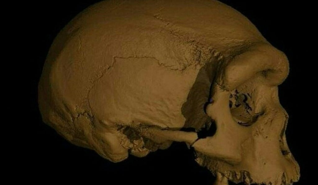 The Chinese team reports that the skull’s similarity to some early Homo sapiens fossils means Homo longi may be an even closer relative to modern humans than the Neanderthals. Photo: AFP