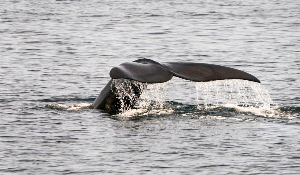A North Atlantic right whale swims in the waters of Cape Cod Bay, Massachusetts. Photo: AFP A North Atlantic right whale swims in the waters of Cape Cod Bay, Massachusetts. Photo: AFP