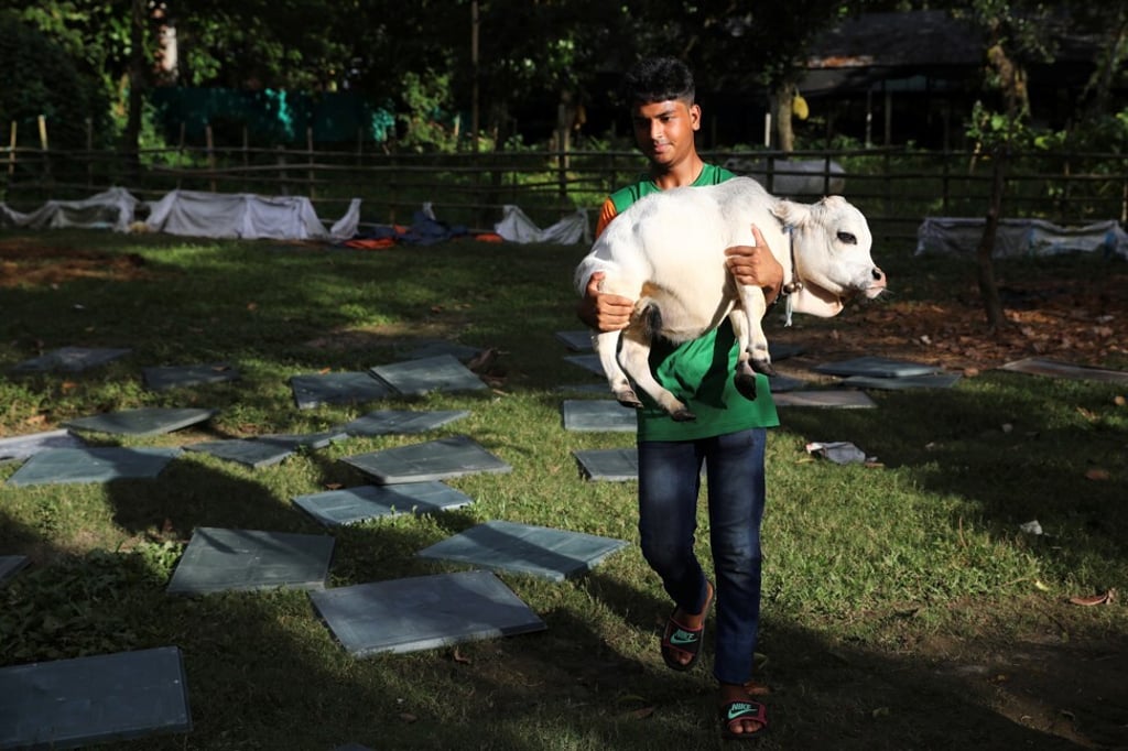 A man carries Rani, a dwarf cow, at a farm in Nabinagar, near Dhaka, Bangladesh on Tuesday. Photo: Reuters A man carries Rani, a dwarf cow, at a farm in Nabinagar, near Dhaka, Bangladesh on Tuesday. Photo: Reuters