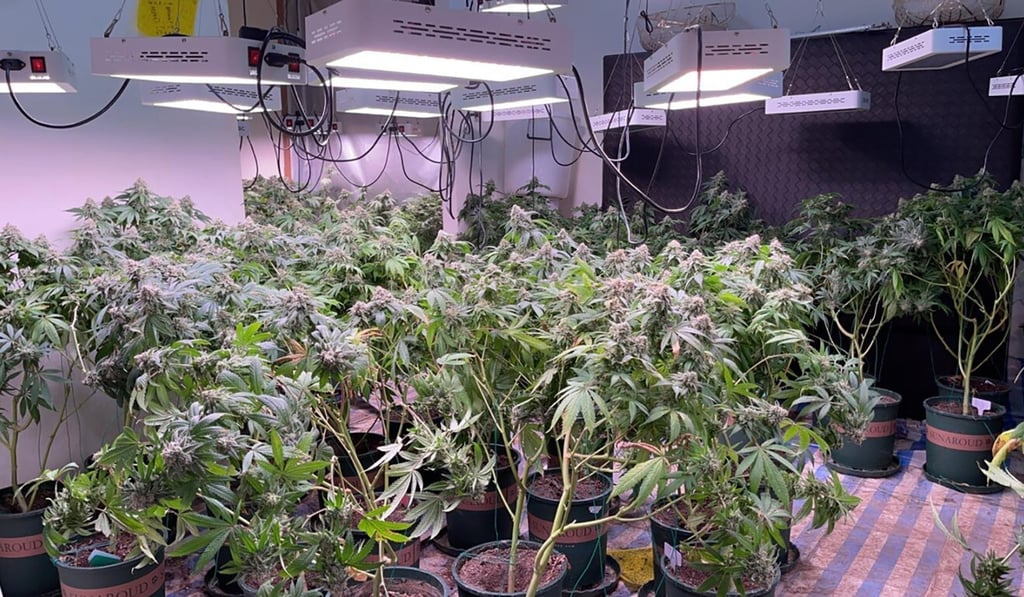 The drugs were in various stages of the growing process. Photo: Handout