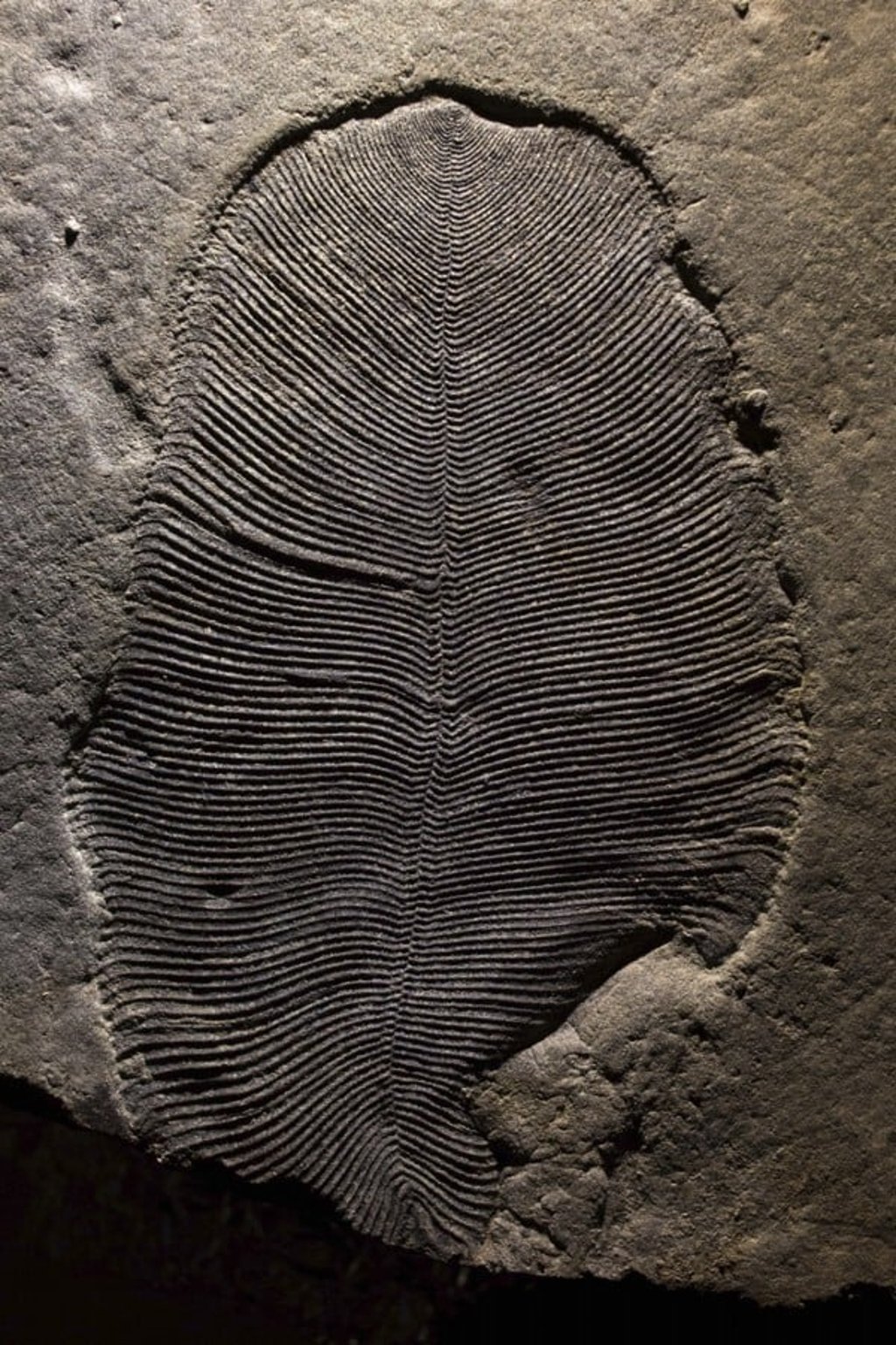 The Dickinsonia fossil from the White Sea area of Russia is the oldest known animal fossil, dating back 558 million years. Photo: AP The Dickinsonia fossil from the White Sea area of Russia is the oldest known animal fossil, dating back 558 million years. Photo: AP