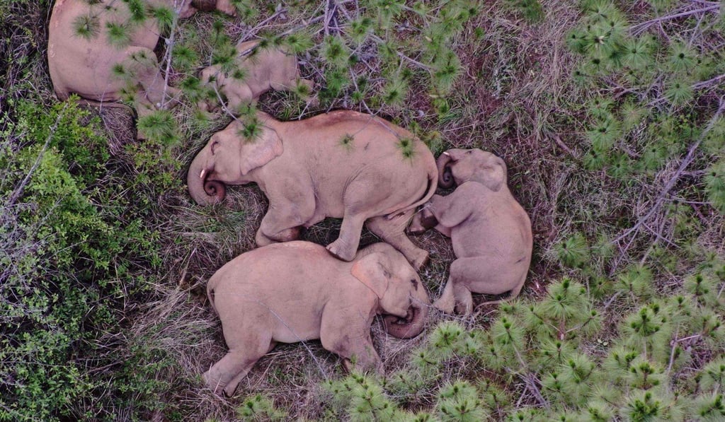 Some of the members of the wandering herd of wild Asian elephants that left their home range far south near the Thai border months before get some downtime in Yunnan province on June 24. Photo: AFP / Yunnan Forest Brigade Some of the members of the wandering herd of wild Asian elephants that left their home range far south near the Thai border months before get some downtime in Yunnan province on June 24. Photo: AFP / Yunnan Forest Brigade