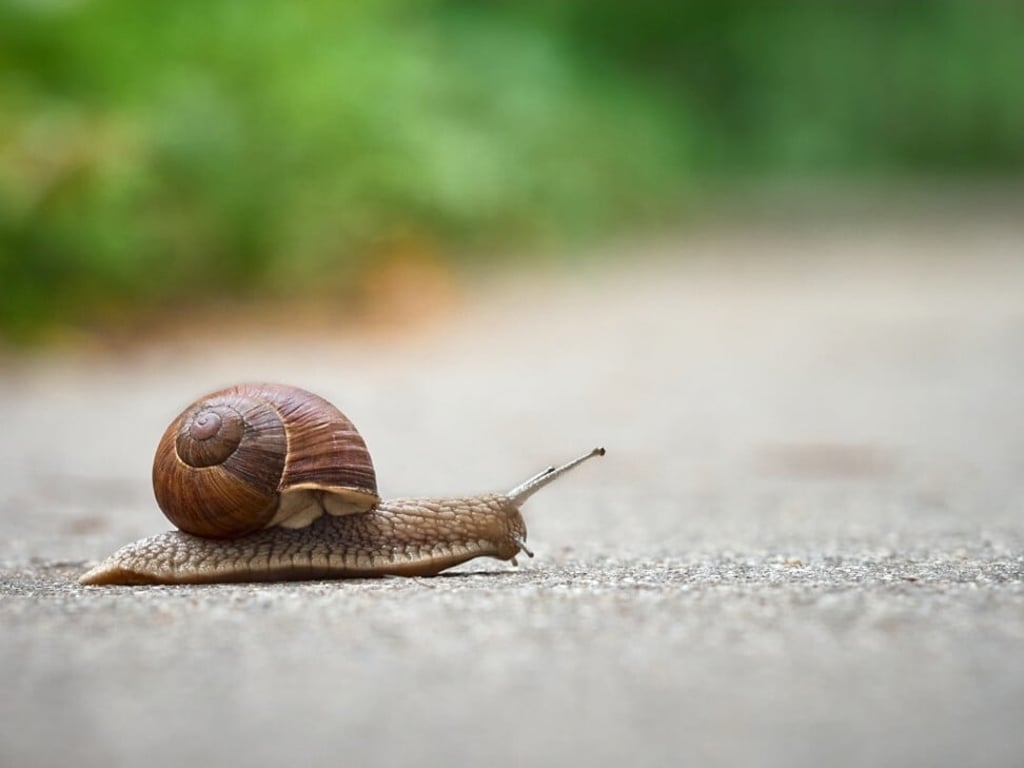 The accused reportedly told witnesses it was necessary to remove snails. Photo: Shutterstock The accused reportedly told witnesses it was necessary to remove snails. Photo: Shutterstock