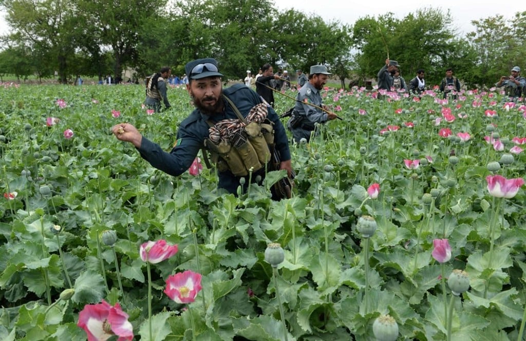 Afghan security personnel destroying an illegal poppy crop in the Surkh Rod district of eastern Nangarhar province in 2017. Photo: AFP Afghan security personnel destroying an illegal poppy crop in the Surkh Rod district of eastern Nangarhar province in 2017. Photo: AFP