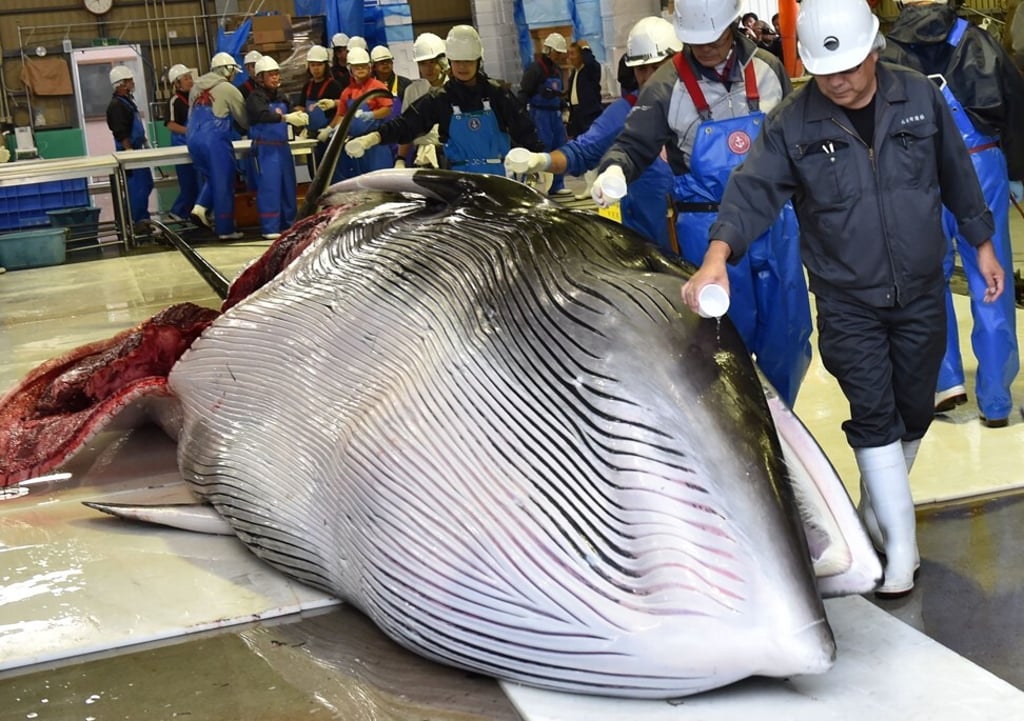 Workers pour sake on a captured Minke whale after it was unloaded in Kushiro, Hokkaido prefecture, Japan. Photo: AFP