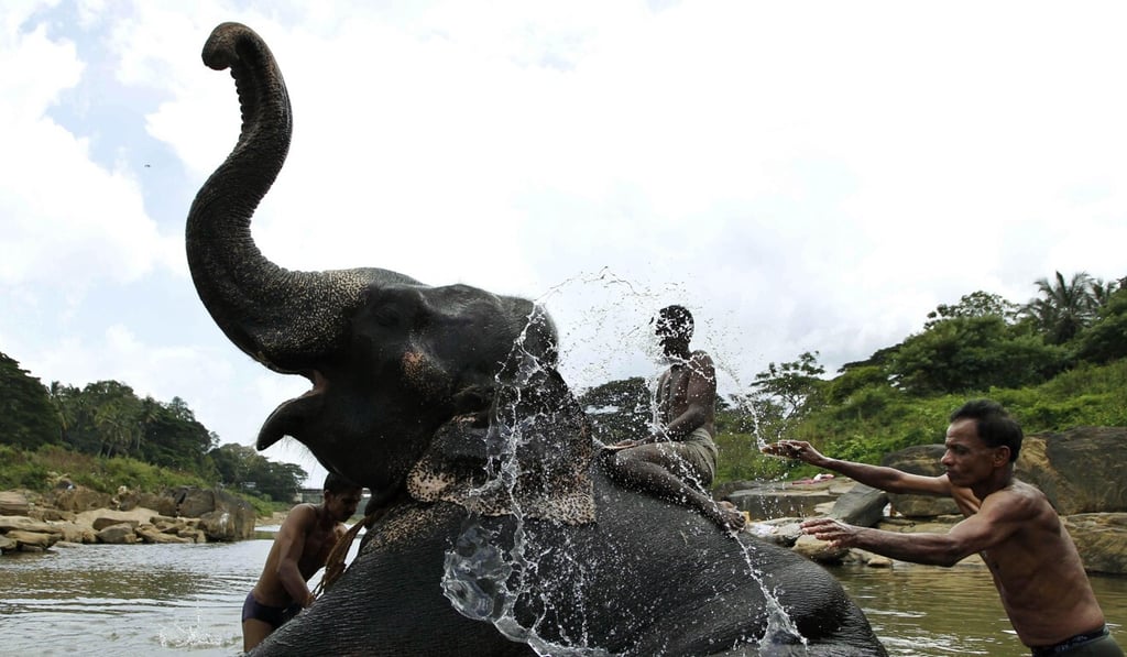 Sri Lankan mahouts, or elephant attendants, bathe their elephant. Photo: AP Sri Lankan mahouts, or elephant attendants, bathe their elephant. Photo: AP