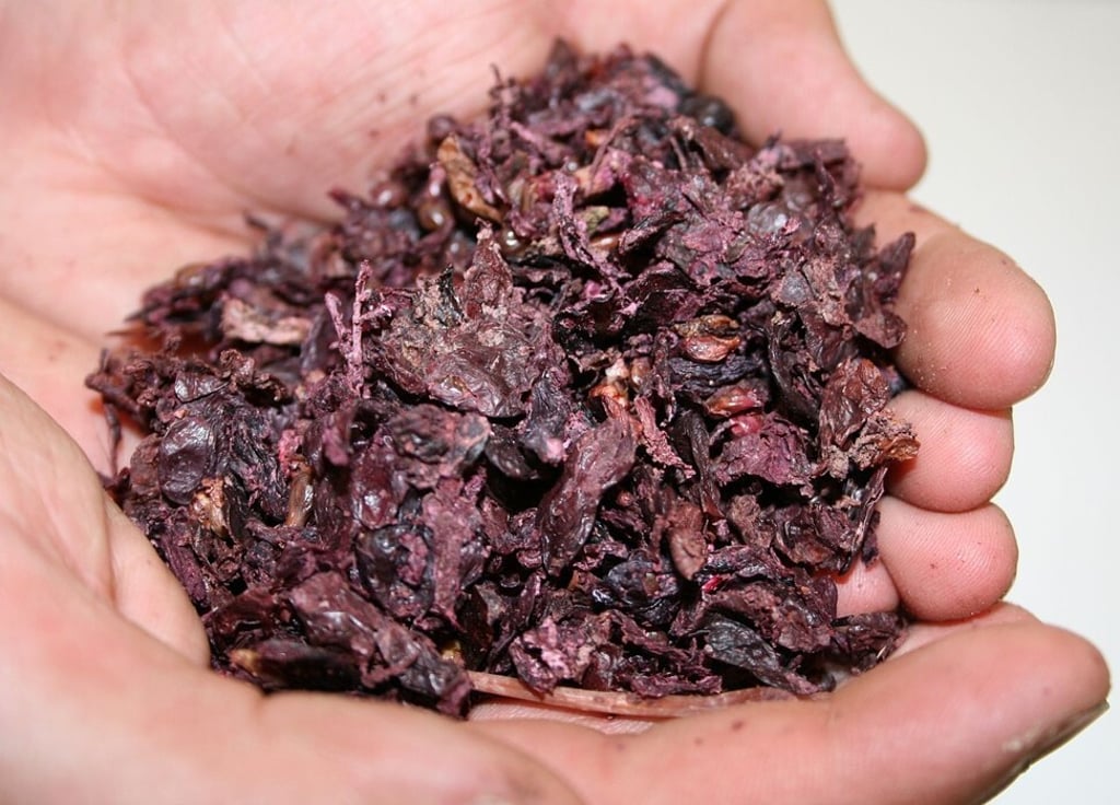 Grape pomace, the solid remains of grapes after pressing for juice, at the Barossa Valley in Australia. Photo: Feedipedia. Grape pomace, the solid remains of grapes after pressing for juice, at the Barossa Valley in Australia. Photo: Feedipedia.