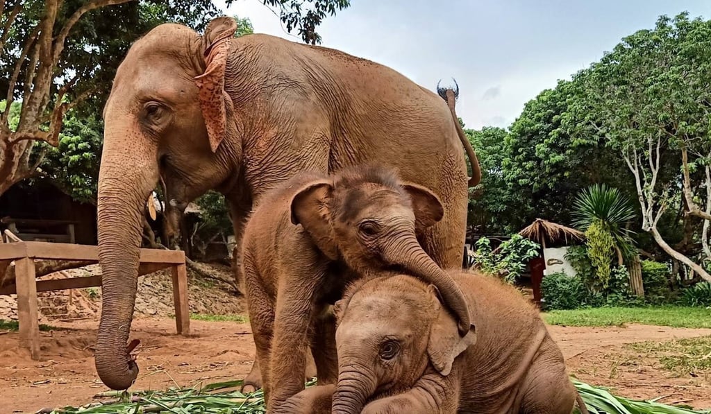 Asian Elephants have been observed scavenging on rubbish dumps in Sri Lanka and eating plastic in Thailand, the UN report noted. Photo: Ron Emmons