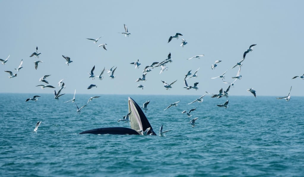 A Bryde's whale forages in waters off Weizhou Island in south China's Guangxi Zhuang autonomous region in January, 2021. Photo: Xinhua