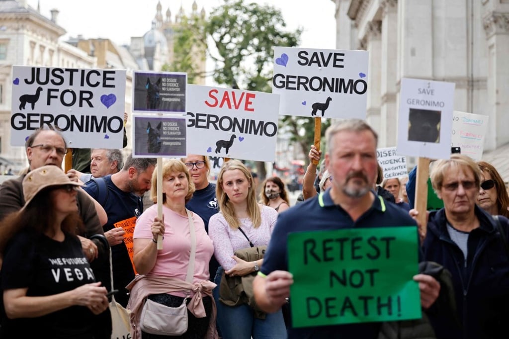 Demonstrators outside Downing Street in London protest against the decision to euthanise Geronimo the alpaca on August 9. Photo: AFP Demonstrators outside Downing Street in London protest against the decision to euthanise Geronimo the alpaca on August 9. Photo: AFP