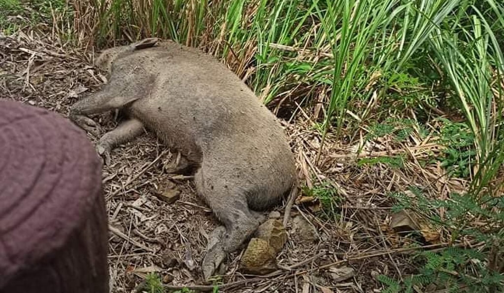 Several animals have been found dead in Siu Sai Wan. Photo: Facebook