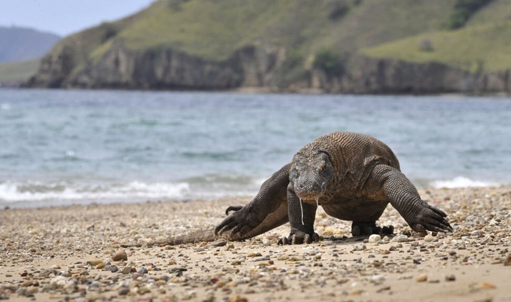 Komodo Dragon searches the shore area of the Indonesian island of Komodo for prey. Photo: AFP