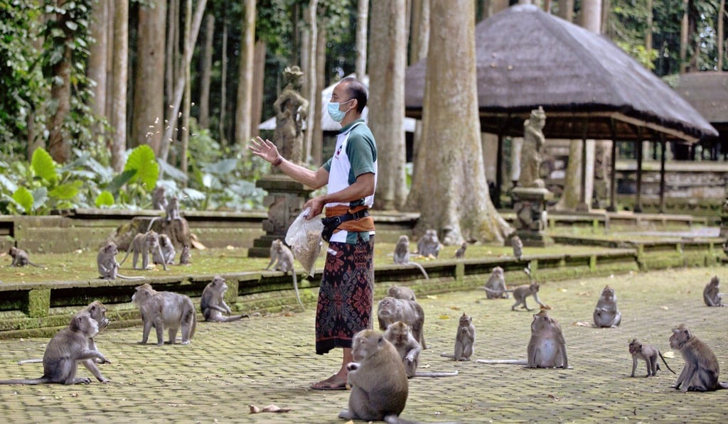 Made Mohon, the operation manager of Sangeh Monkey Forest, feeds macaques with donated peanuts in Bali. Photo: AP Made Mohon, the operation manager of Sangeh Monkey Forest, feeds macaques with donated peanuts in Bali. Photo: AP
