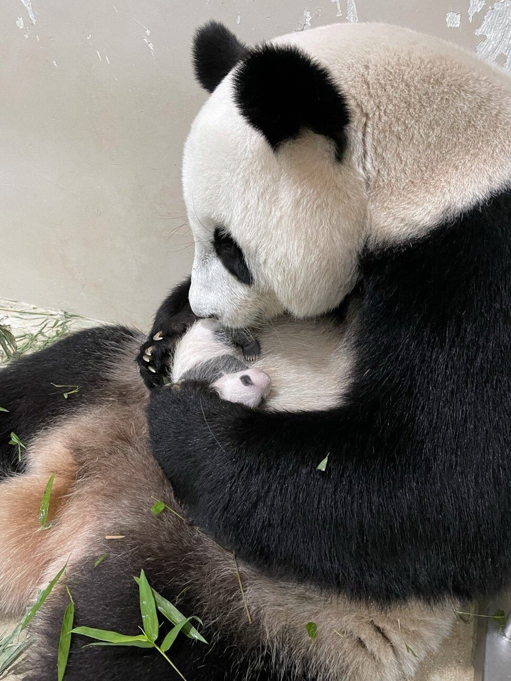 Panda Jia Jia cradles her cub on September 5, 2021. Photo: Wildlife Reserves Singapore