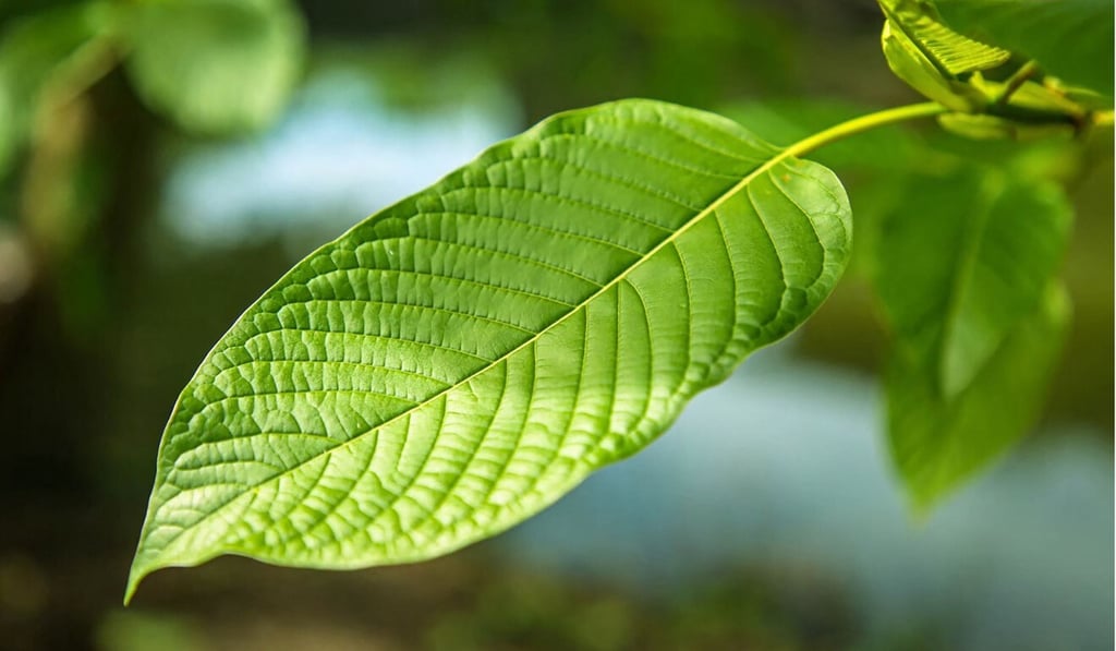 A leaf of a kratom plant on a farm in Nonthaburi, Thailand. Photo: Thailand’s Office of the Narcotics Control Board Handout / AFP A leaf of a kratom plant on a farm in Nonthaburi, Thailand. Photo: Thailand’s Office of the Narcotics Control Board Handout / AFP