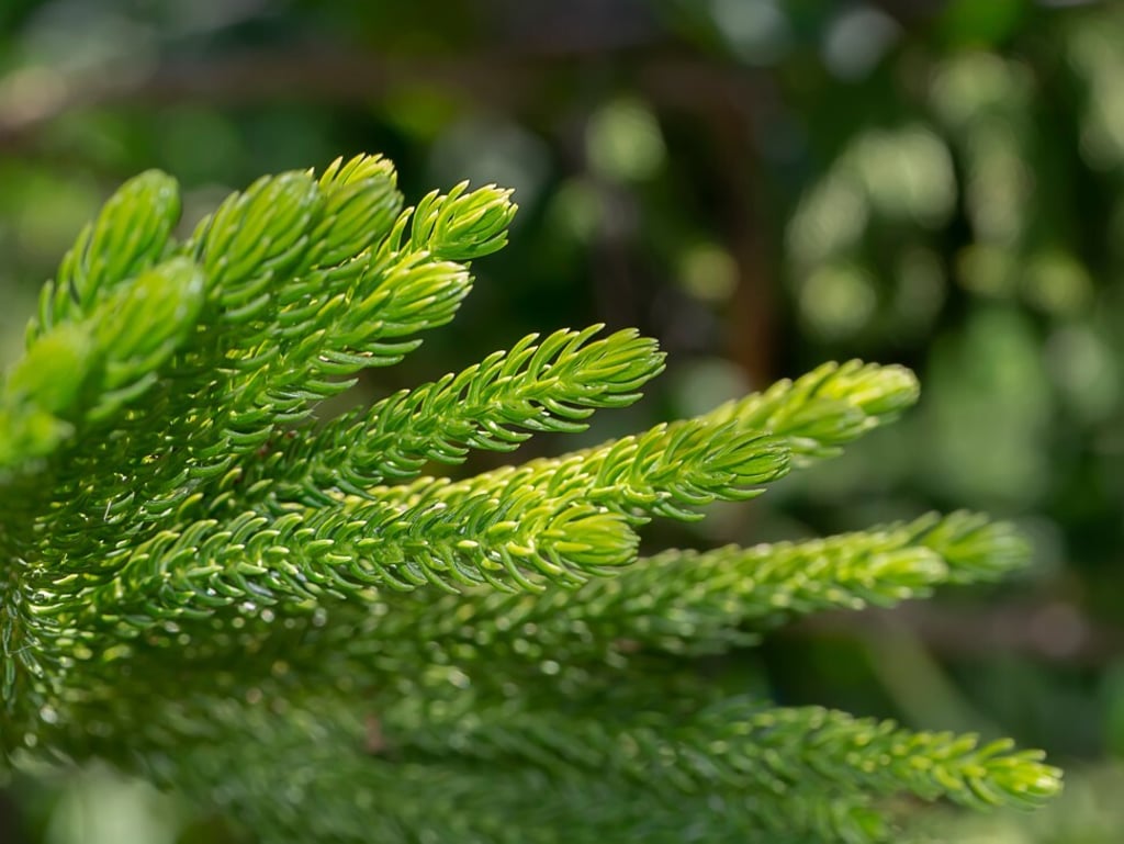 CityU’s research was inspired by Araucaria leaves. Photo: Shutterstock