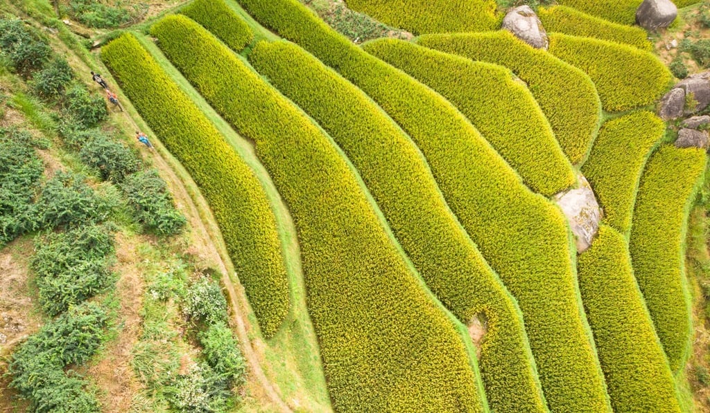 The evidence suggests the ancient wine was made out of rice. Photo: SCMP