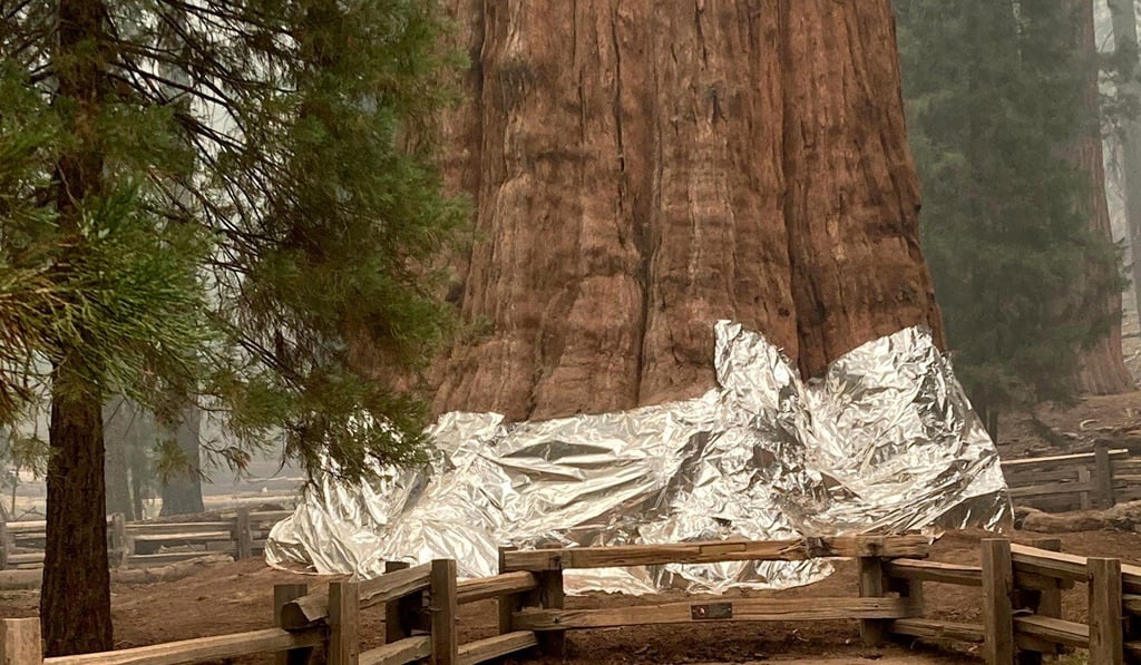 The General Sherman tree was wrapped in fire-resistant material to protect it from the blaze. Photo: National Park Service/TNS